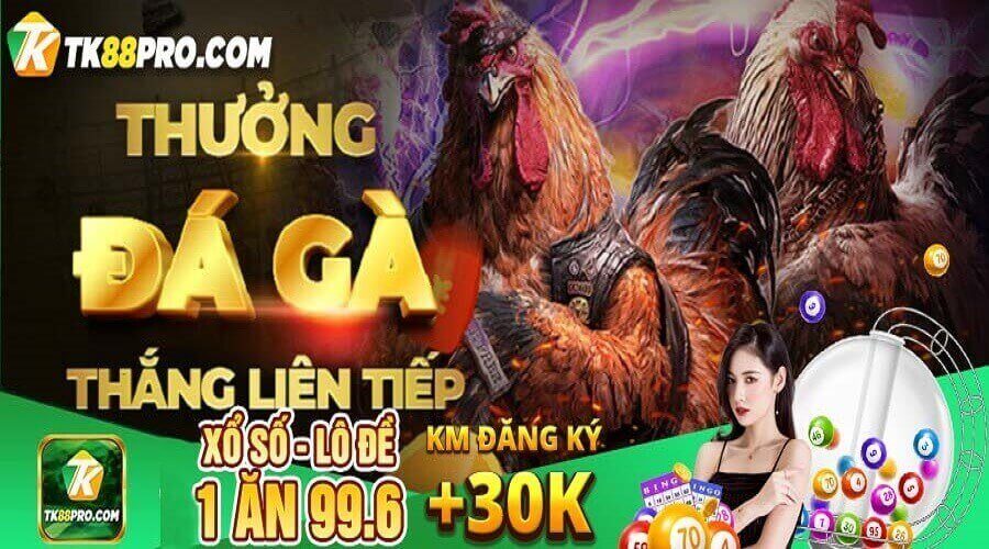 Đá gà TK88 - Cao thủ đá gà tài ba tại nhà cái TK88 đá gà tk88