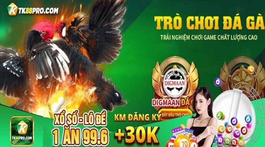 Đá gà TK88 - Cao thủ đá gà tài ba tại nhà cái TK88 đá gà tk88